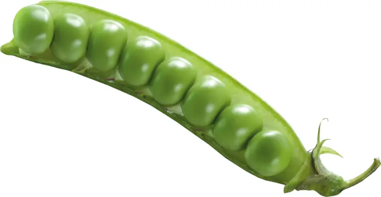 Green Peas in Pod