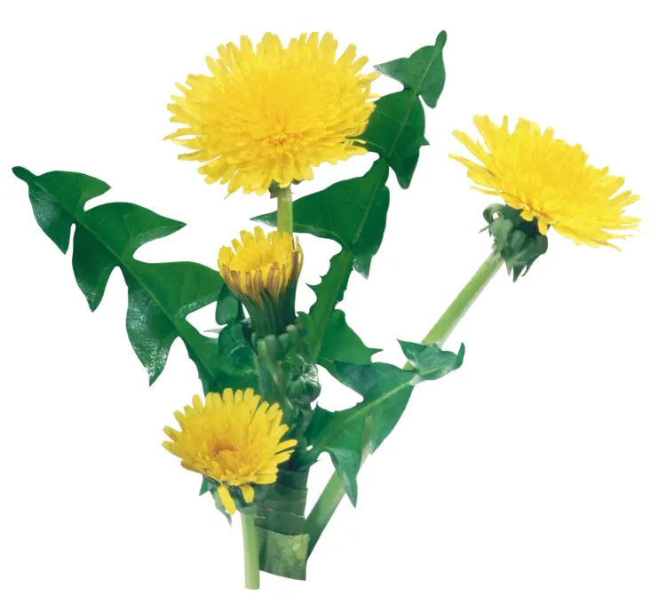 Yellow Dandelion Flowers with Green Leaves