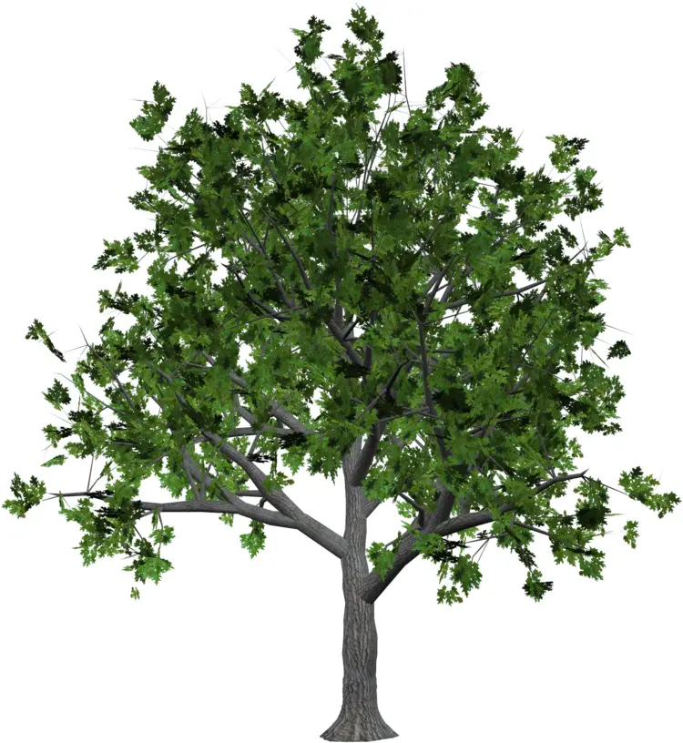 Green Tree on Transparent Background