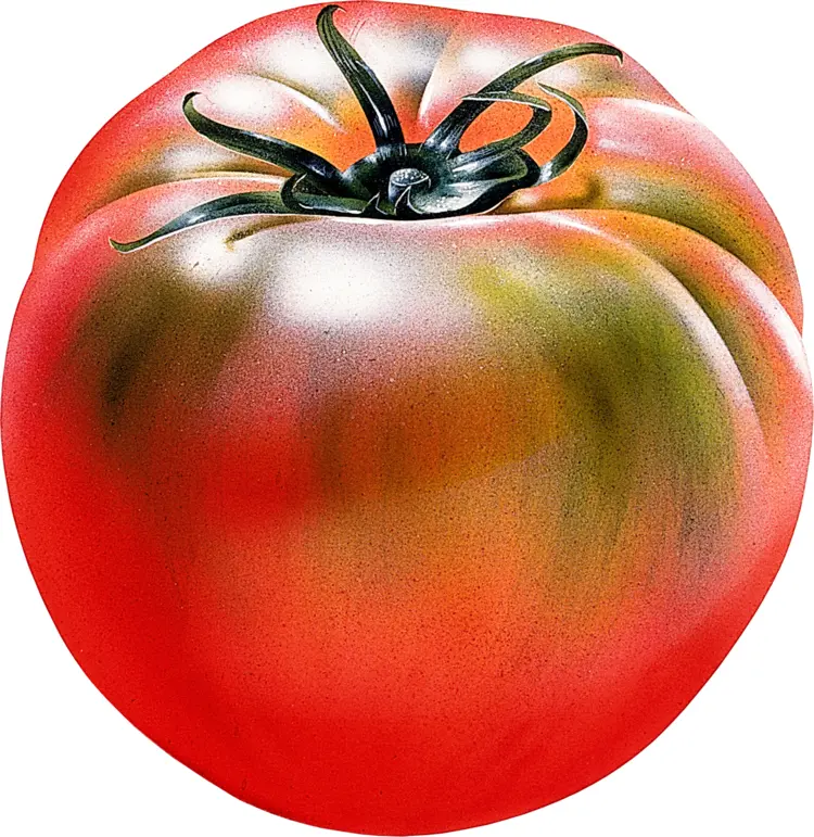 Whole Fresh Red Tomato