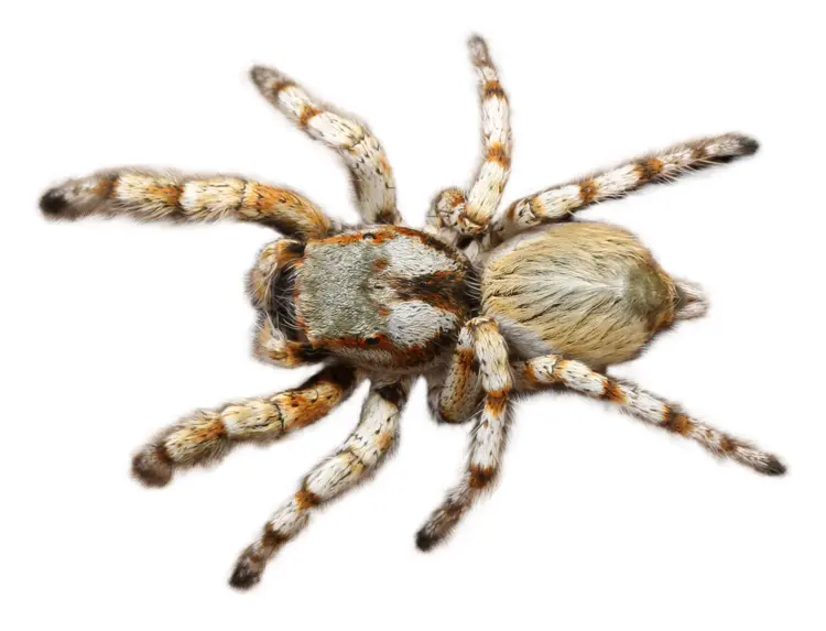 Creepy Spider on the Move