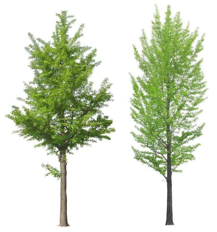 Lush Green Trees for Natural Outdoor Scenery