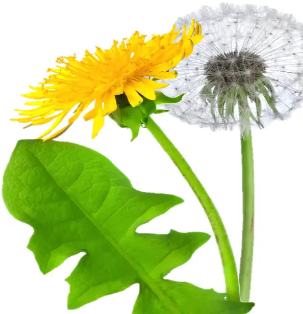 Yellow Dandelion and Seed Head with Green Leaf