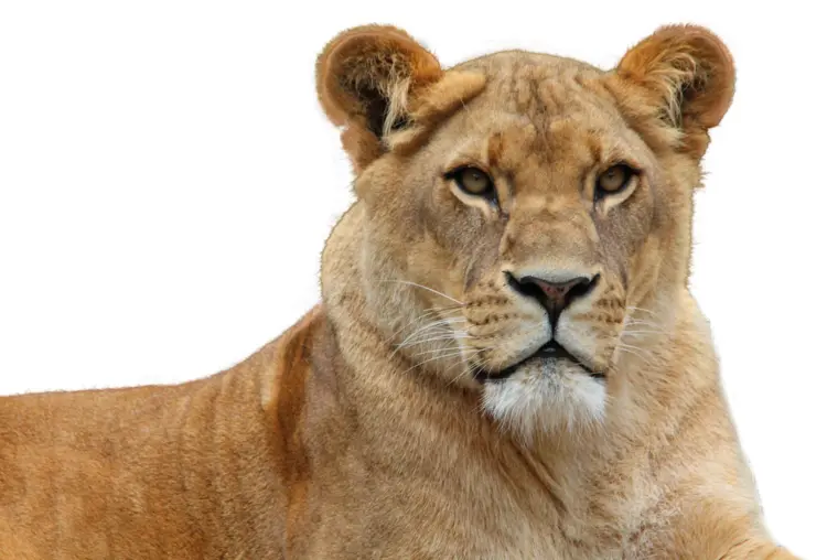 Majestic Lioness in the Wild