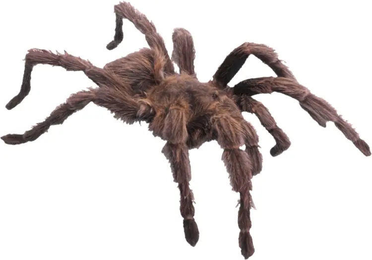 Hairy Brown Tarantula Spider