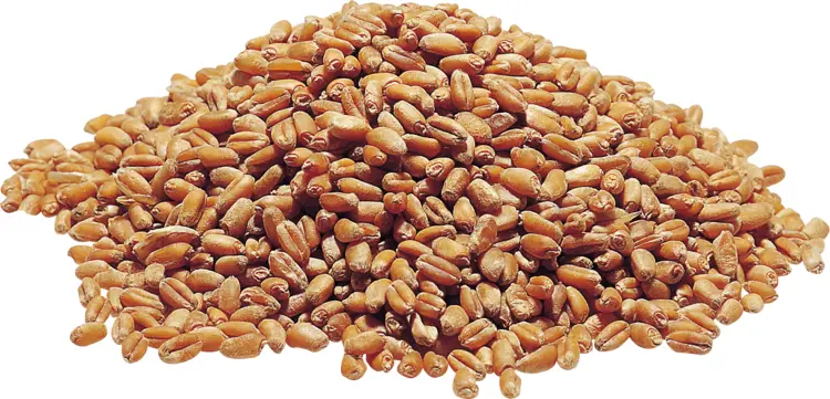Pile of Wheat Grains Illustration