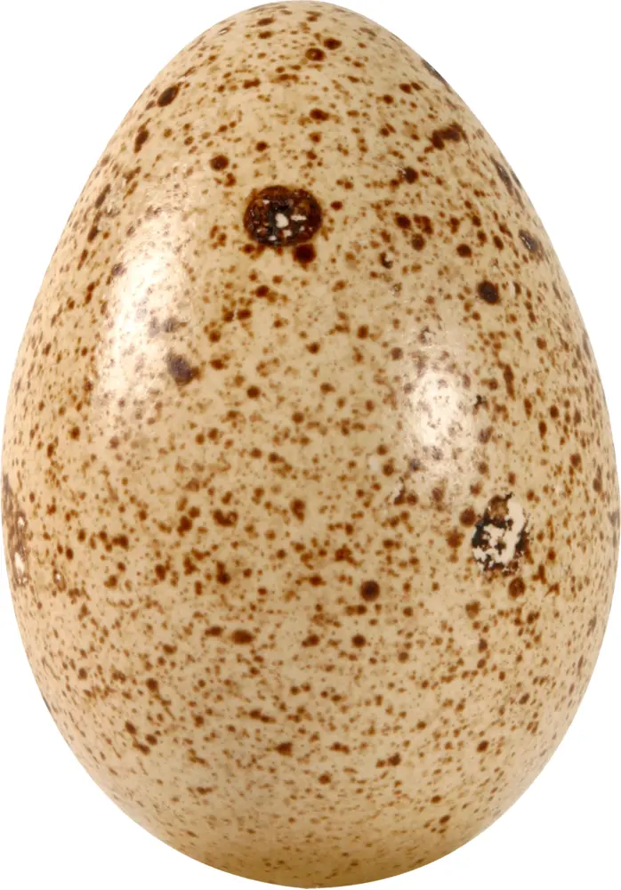 Speckled Egg with Unique Pattern