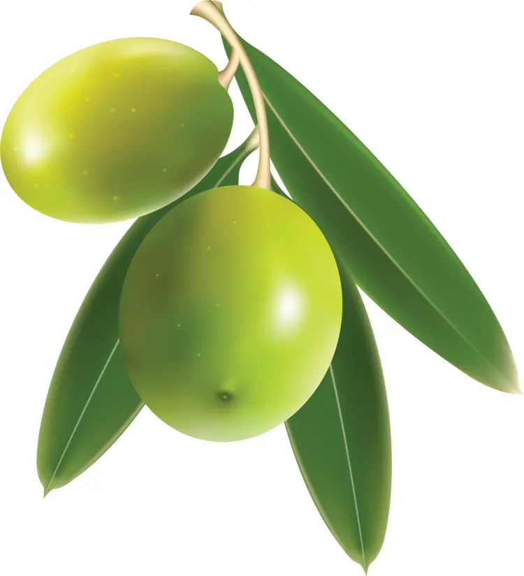 Green Olives with Leaves