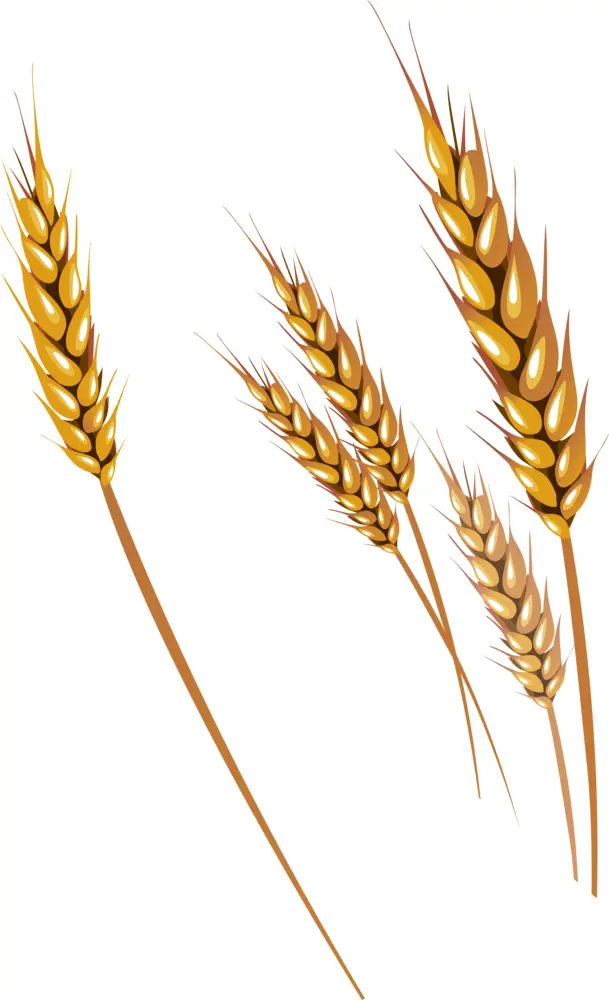 Golden Wheat Stalks