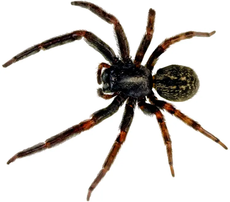 Black Spider