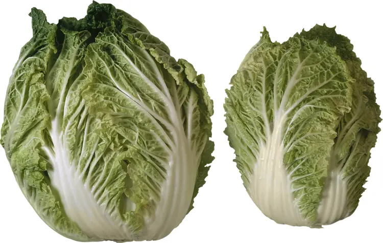 Whole Napa Cabbage