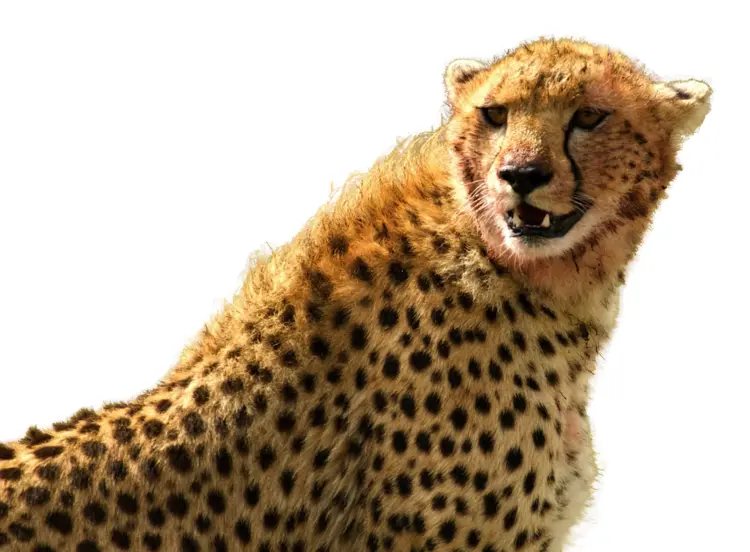 Fast Cheetah in the Savannah