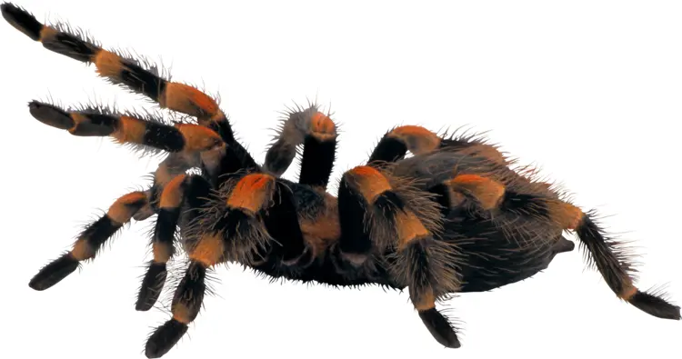 Black and Orange Tarantula