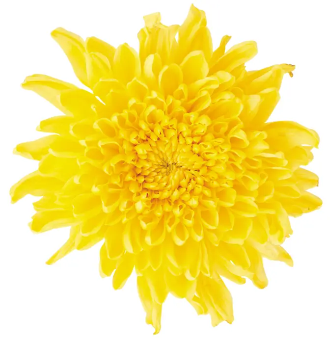 Close-up of Yellow Chrysanthemum Flower