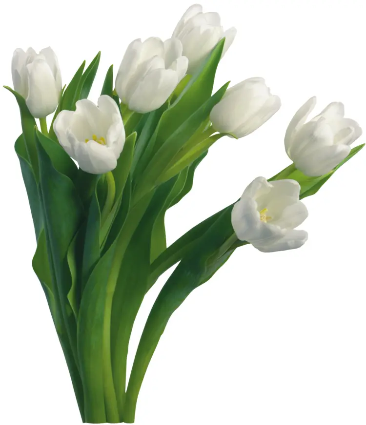 Elegant White Tulips Bouquet