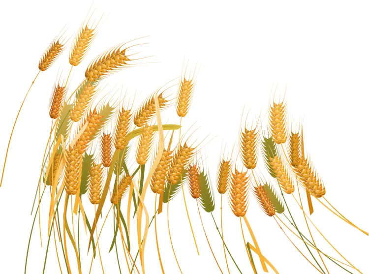 Golden Wheat in the Field