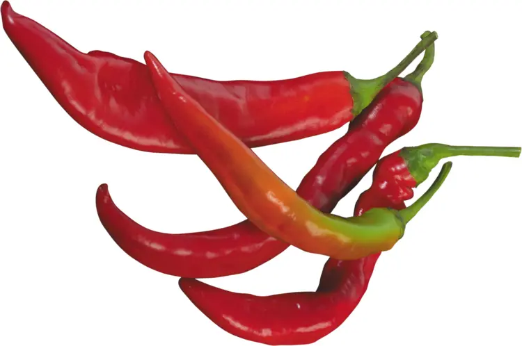 Spicy Red Chili Peppers