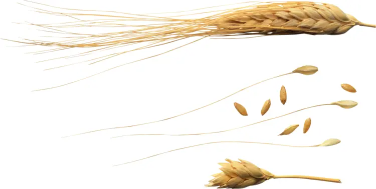 Golden Wheat Grains