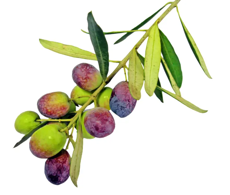 Colorful Olive Branch with Ripe Olives
