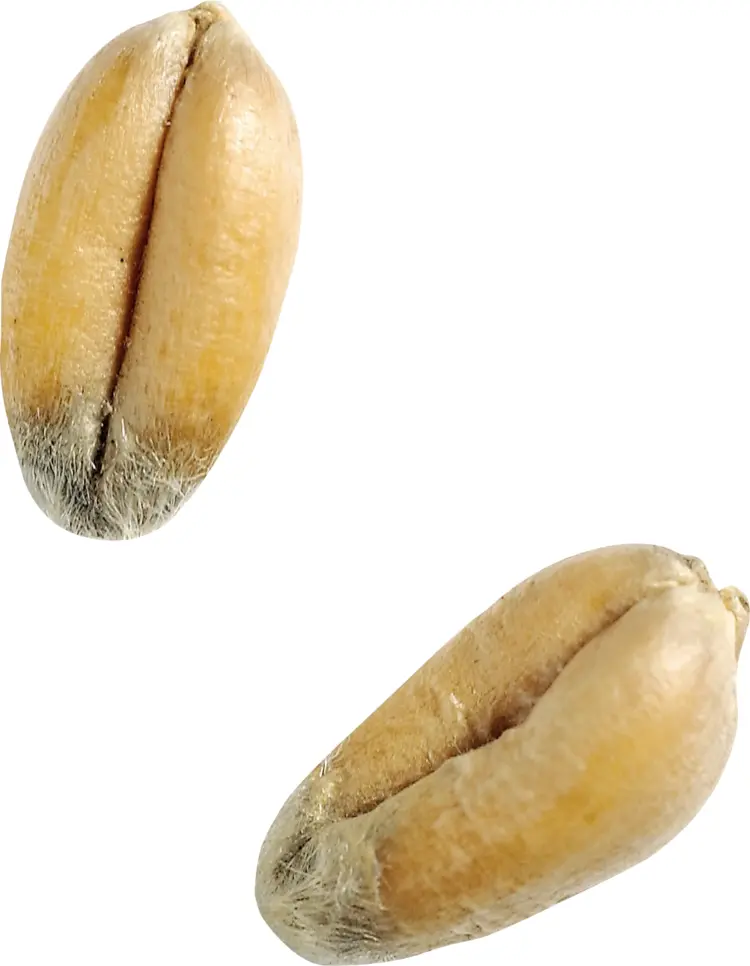 Wheat Grains Illustration