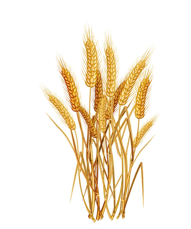 Wheat Bundle Ready for Harvest