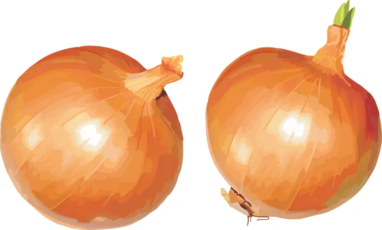 Illustration of Yellow Onions