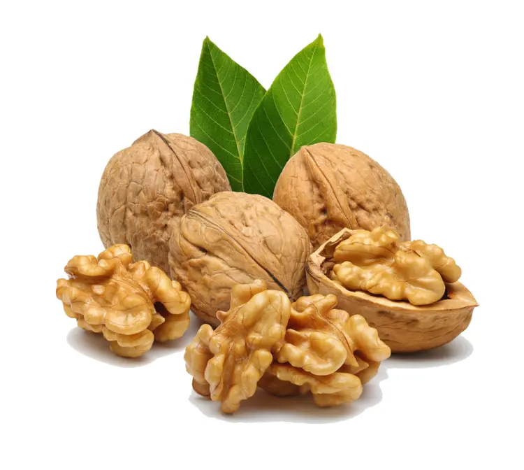 Walnuts with Leaves