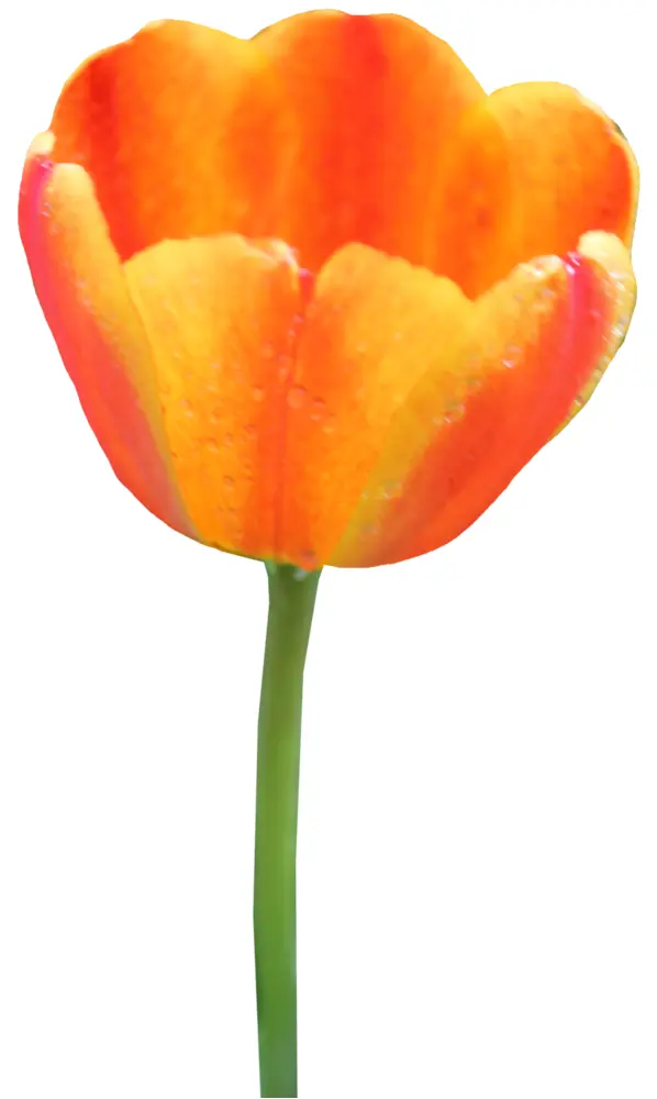 Orange Tulip in Bloom