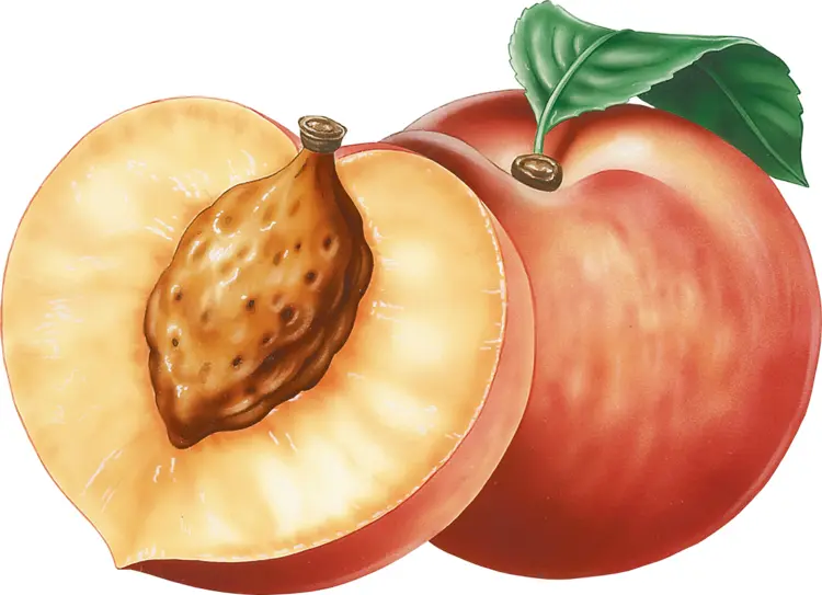 Juicy Peach with Seed