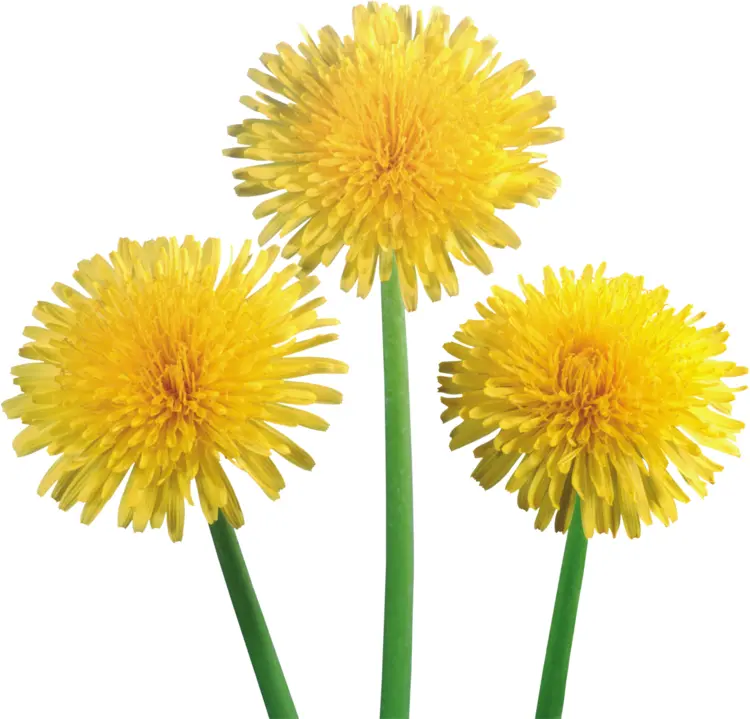 Beautiful Yellow Dandelions