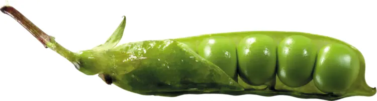 Green Peas in Pod