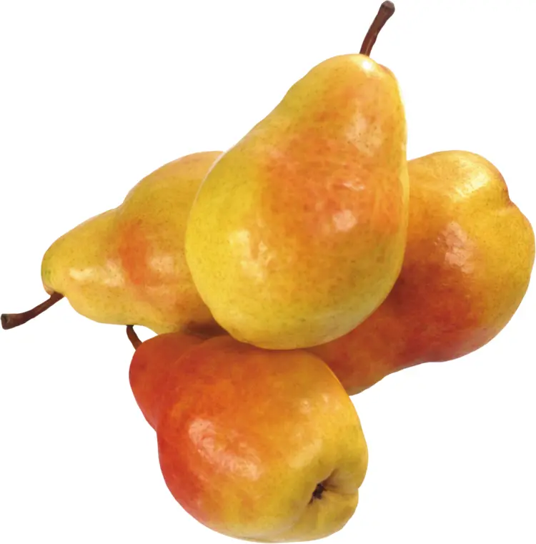 Cluster of Yellow Pears