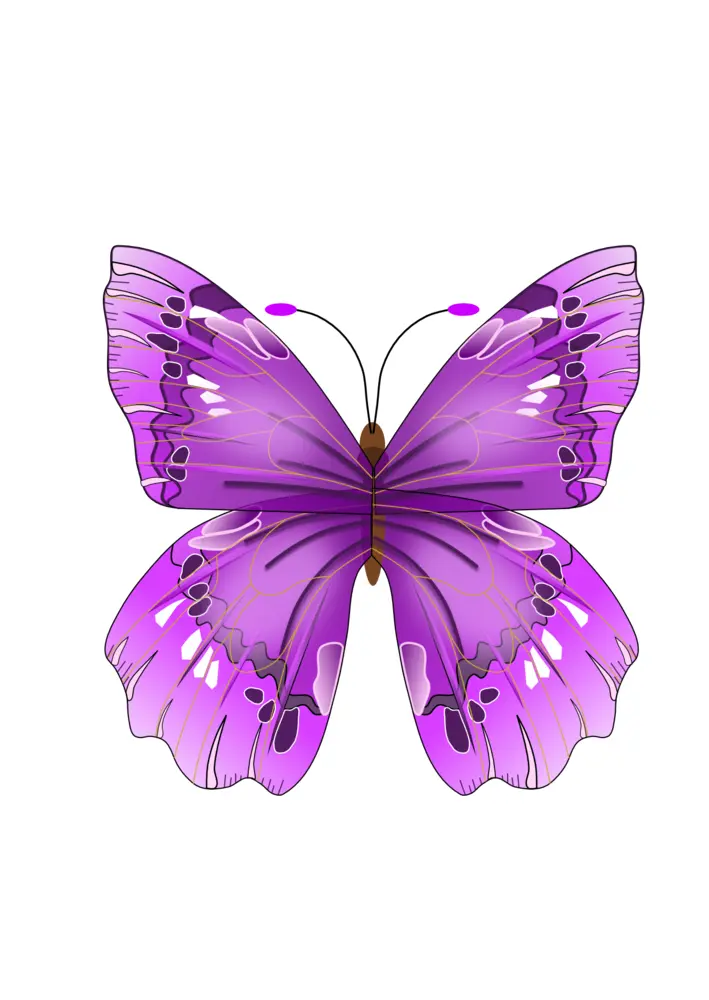 Beautiful Purple Butterfly Illustration