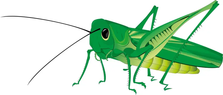 Green Grasshopper with Long Antennae