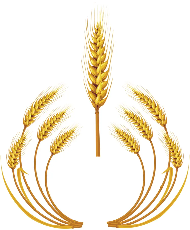 Golden Wheat Stalks Illustration