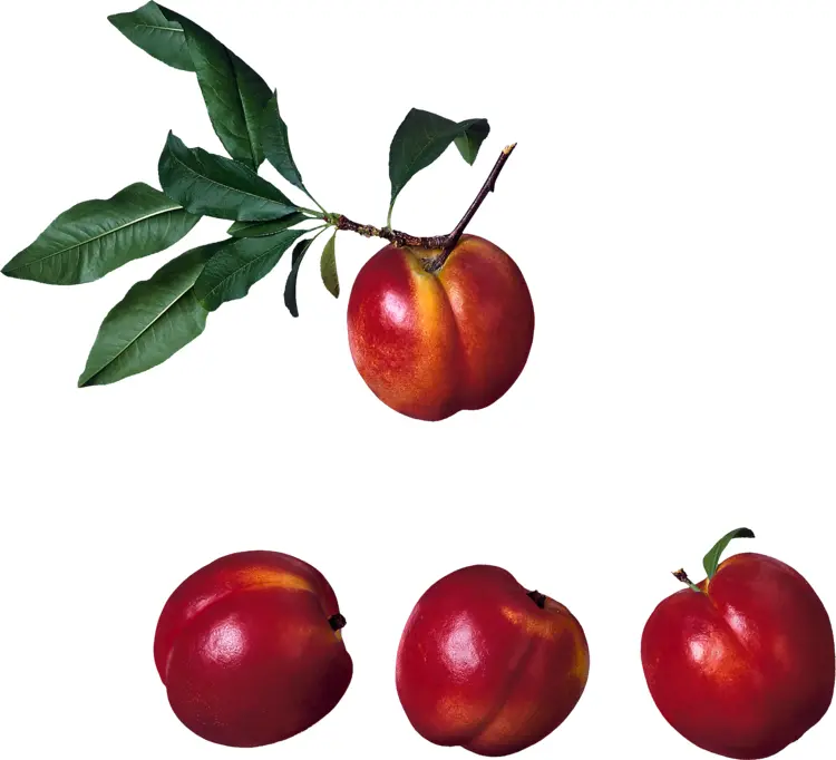 Red Nectarines on Branch