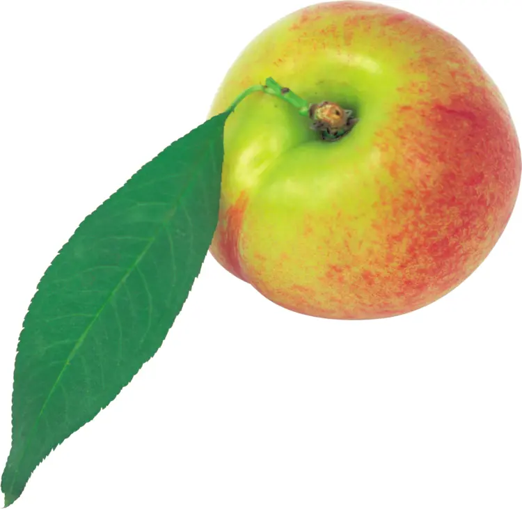 Fresh Apple with Green Leaf