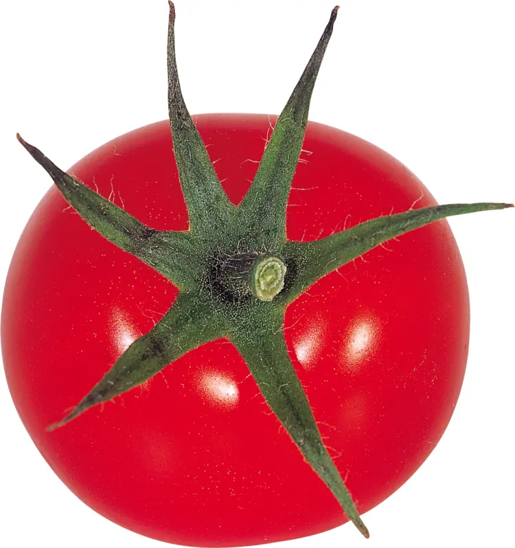 Fresh Red Tomato