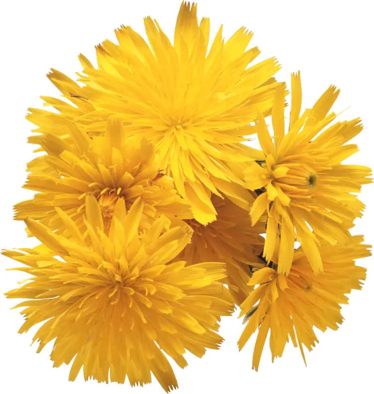 Cluster of Yellow Dandelions