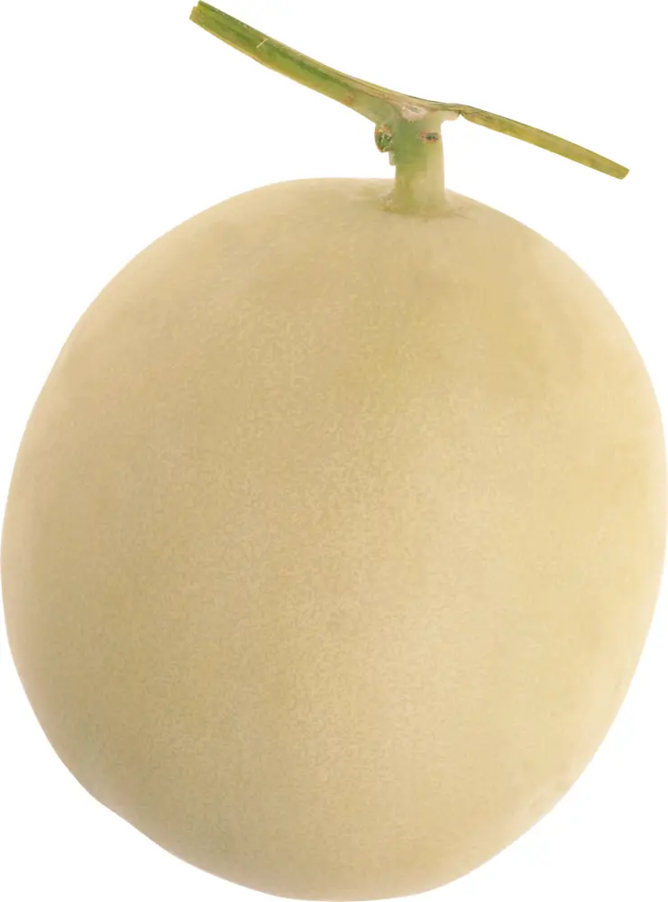 Whole White Melon with Stem