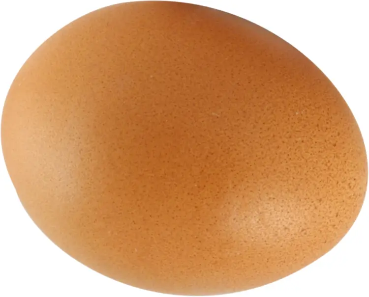 Brown Egg with Smooth Shell
