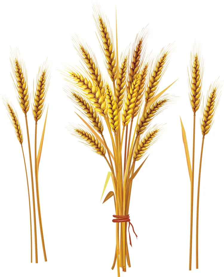Golden Wheat Bundle Illustration