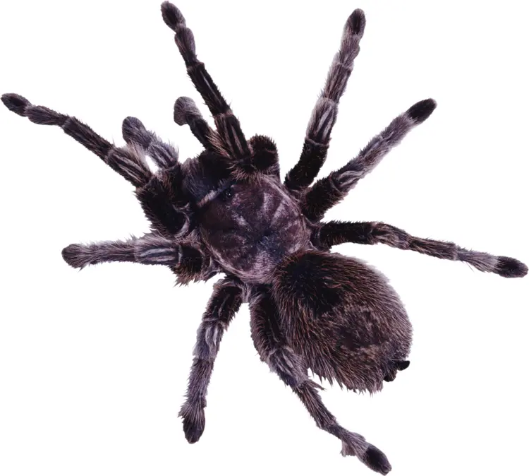 Black Furry Tarantula Spider