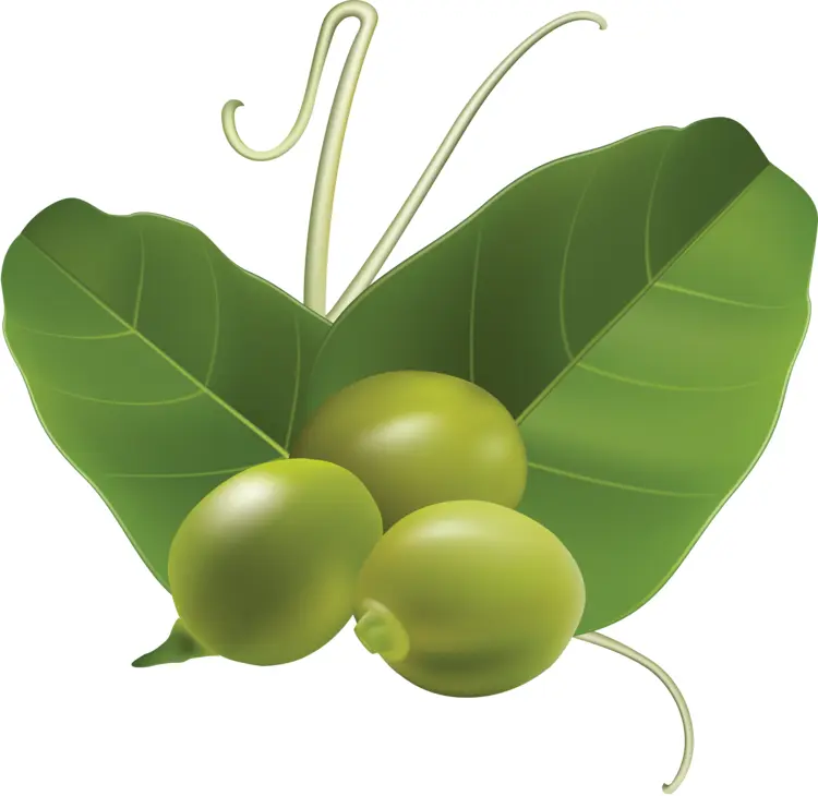 Fresh Green Peas with Leaves