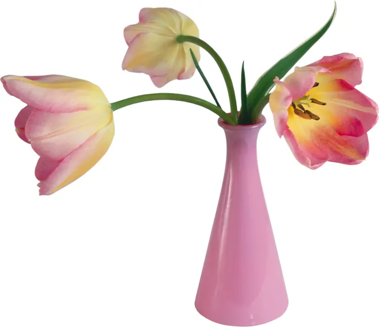 Pink Tulips in Vase