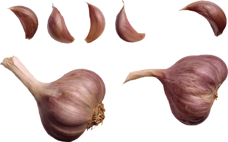 Purple Garlic Bulb with Cloves