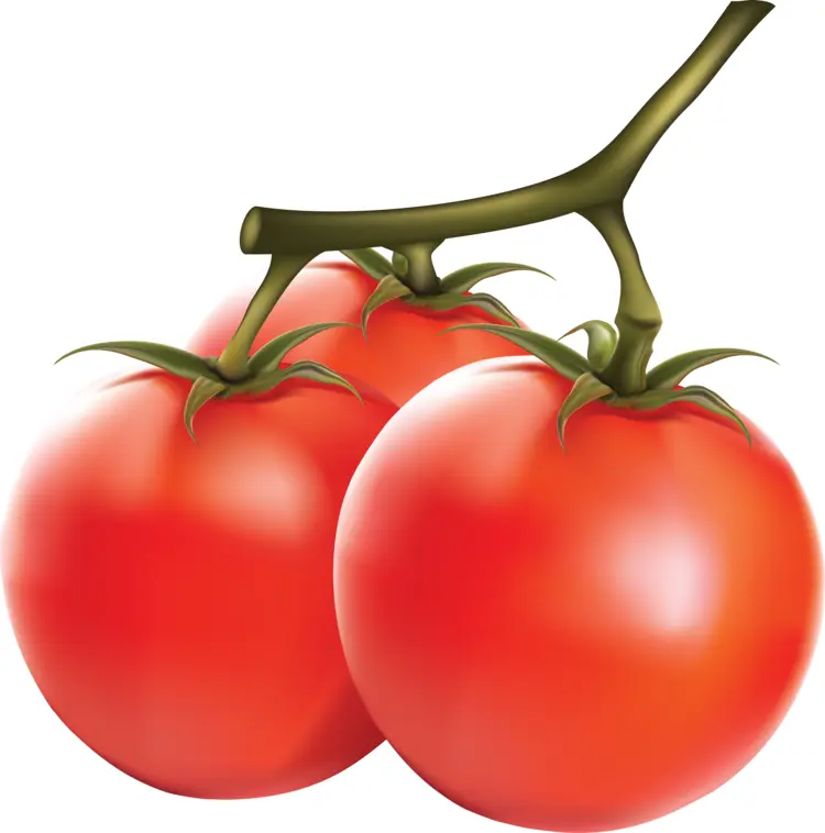 Fresh Red Tomatoes on Vine Illustration