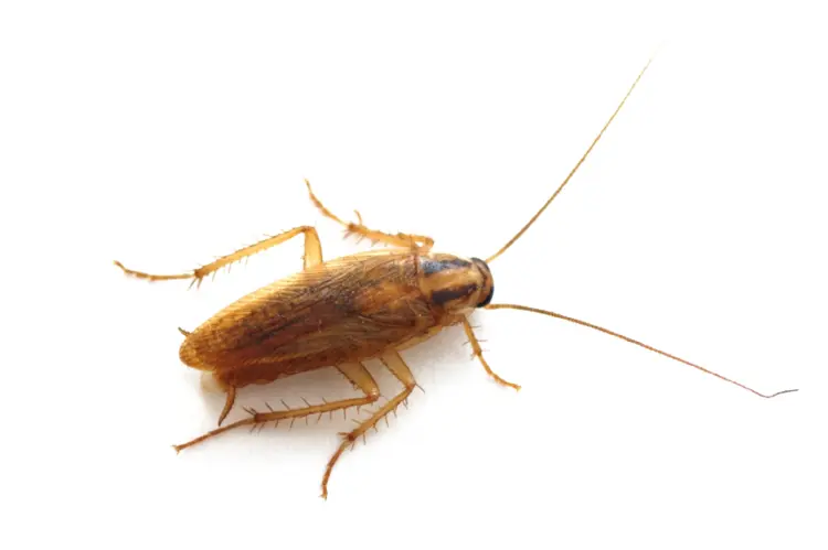 Brown Cockroach Insect