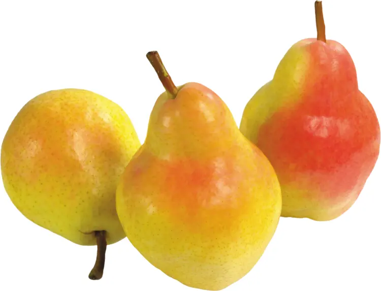 Group of Yellow Pears