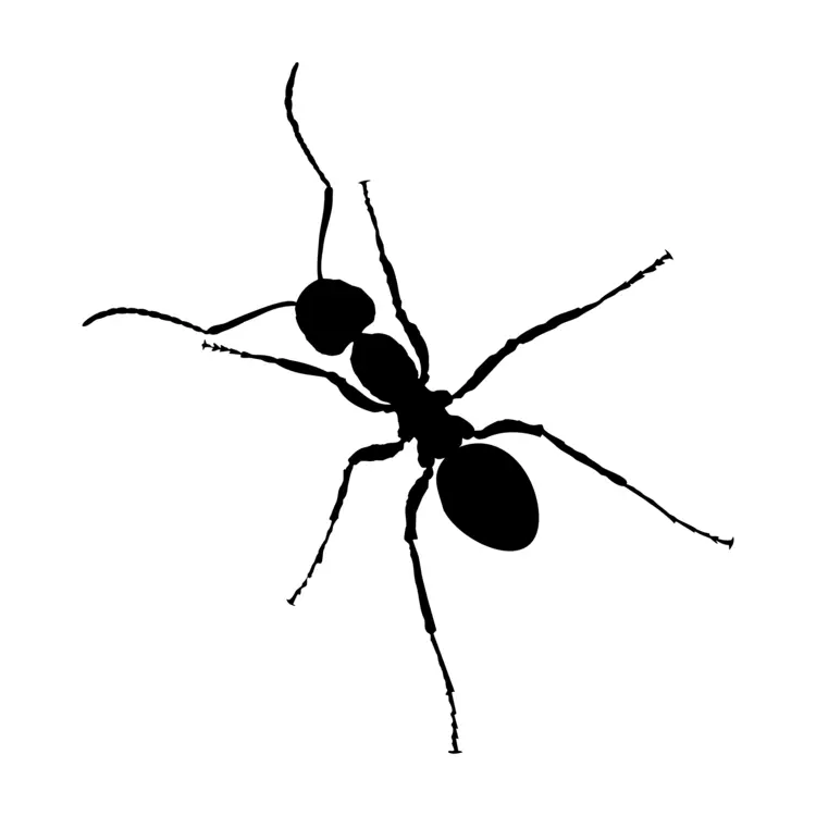 Black Ant Silhouette Illustration